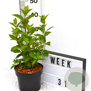 Hydrangea pan. Little Fresco 40-60 cm 3,0L