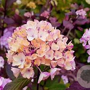 Hydrangea s. 'Preziosa' GM 3,0L leverbaar