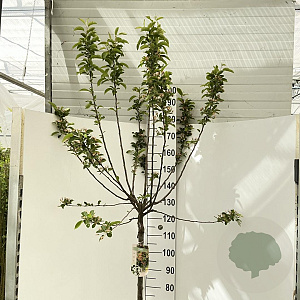 Malus 'Red Sentinel' 120 cm stam 12L