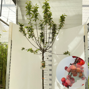 Malus 'Red Sentinel' 120 cm stam 12L