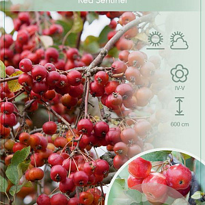 Malus 'Red Sentinel' 120 cm stam 12L