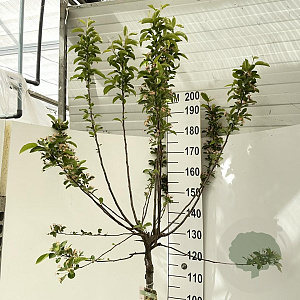 Malus 'Red Sentinel' 120 cm stam 12L
