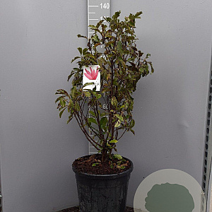 Magnolia 'Susan' 100-125 cm 35L