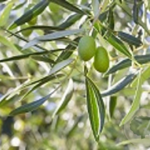 Olea europaea 90 cm stam 12L