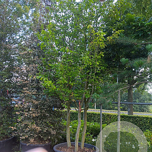 Parrotia persica 500-600 cm container meerstammig