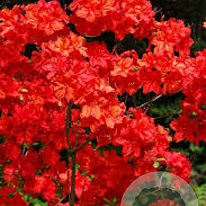 Rhododendron (AK) 'Fireball' 100-125 cm 10L