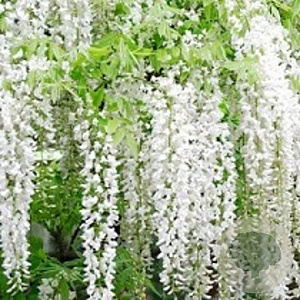 Wisteria macrostachya 'Clara Mack' 250-275 cm 10L