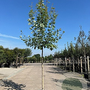 Acer freemanii Autumn Blaze 10-12 HO container