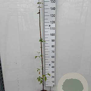 Acer griseum 150-175 cm 3,0L