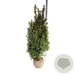 Ilex meserv. Heckenfee 150-175 cm met kluit extra