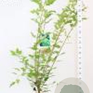 Acer tataricum ginnala 50-60 cm 3,0L struik