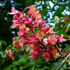 Aesculus carnea 'Briotii' 12-14 HO container