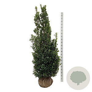 Ilex meserv. 'Heckenstar' 200-225 cm met kluit extra