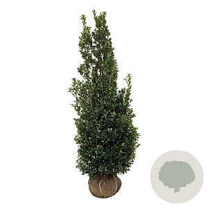 Ilex meserv. 'Heckenstar' 200-225 cm met kluit extra