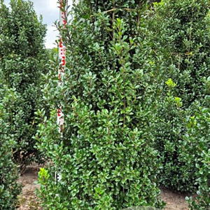 Ilex meserv. 'Heckenstar' 225 cm draadkluit extra