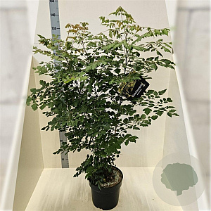 Koelreuteria paniculata 100-125 cm 10L meerstammig