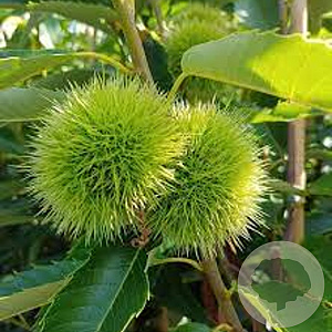 Castanea sat. 'Bouche de Betizac' 8-10 HO container