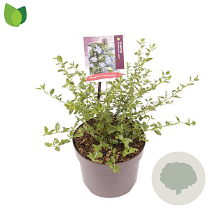 Ceanothus thyrsiflorus repens 20-30 cm 2,0L