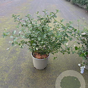 Ceanothus thyrsiflorus repens 20-30 cm 2,0L