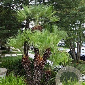 Chamaerops humilis 100-125 cm cont. 130L