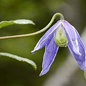 Clematis alpina GM C5