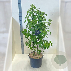 Liquidambar styraciflua 150-175 cm 20L meerstammig