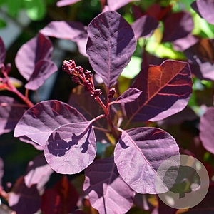 Cotinus cog. 'Dusky Maiden' ® 30-40 cm 5,0L