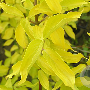 Cornus mas 'Aurea' 8-10 HO container