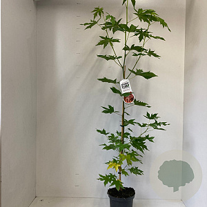 Liquidambar s. 'Worplesdon' 100-125 cm 3,5L