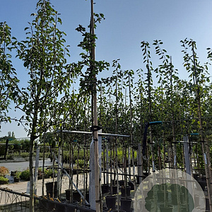 Crataegus laev. 'Paul's Scarlet' 8-10 HO container