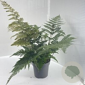 Dryopteris erythrosora GM P17