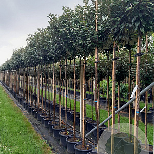Elaeagnus ebbingei 8-10 HO container