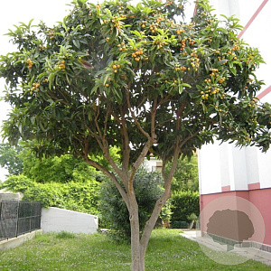 Eriobotrya japonica 10-12 HA container