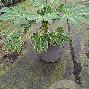 Fatsia japonica 'Spider's Web' GM C5