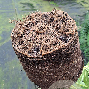 Fatsia japonica 'Spider's Web' GM C5
