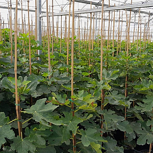 Ficus car. 'Dama Nera' 100 cm stam 18L 8-10