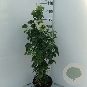 Hydrangea petiolaris GM C5