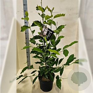 Magnolia soulangeana 100-125 cm 10L meerstammig