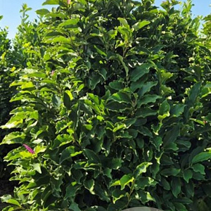 Magnolia 'Susan' 200-225 cm draadkluit extra