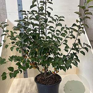 Malus 'Evereste' 100-125 cm 20L meerstammig
