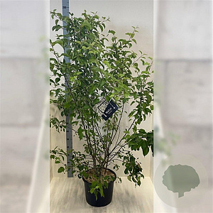 Malus 'Evereste' 150-175 cm 20L meerstammig