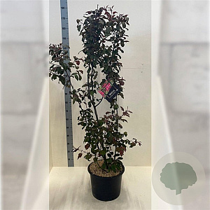 Malus toringo 'Scarlett' 150-175 cm 20L meerstammig