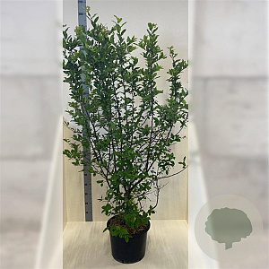 Mespilus germanica 150-175 cm 20L