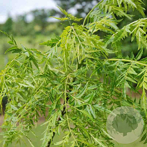 Juglans r. 'Laciniata' 6-8 HO 10L