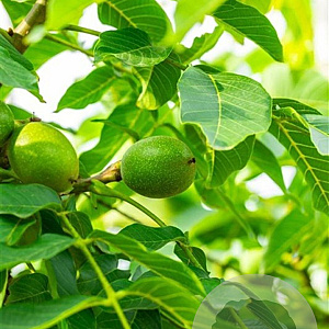 Juglans r. 'Serr' 8-10 HO container