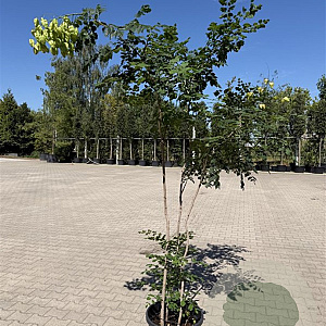 Koelreuteria paniculata 175-200 cm container