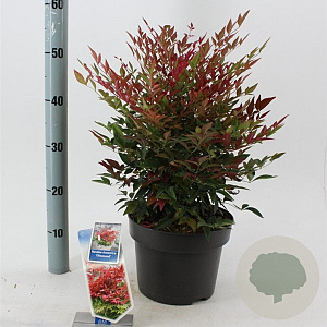Nandina d. Obsessed 35-40 cm 5,0L