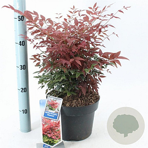 Nandina d. Obsessed 35-40 cm 5,0L