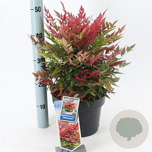 Nandina d. Obsessed 35-40 cm 5,0L