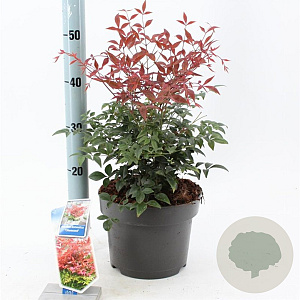 Nandina d. Obsessed 35-40 cm 5,0L